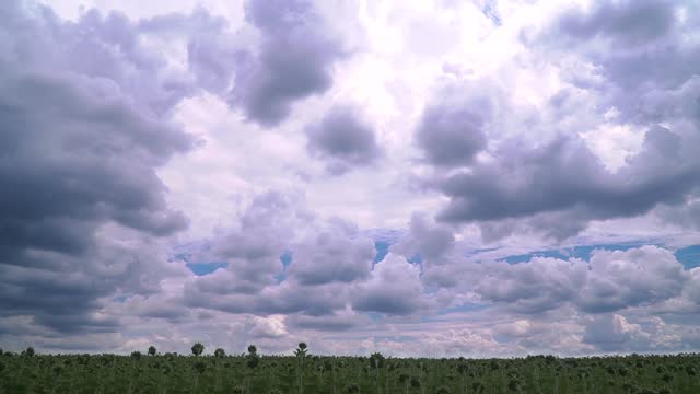 Time lapse of the gorgeous sky above the sunflower field