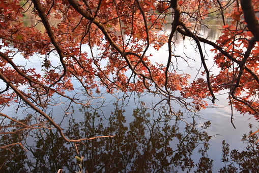 captured on the center of river in prospect park.