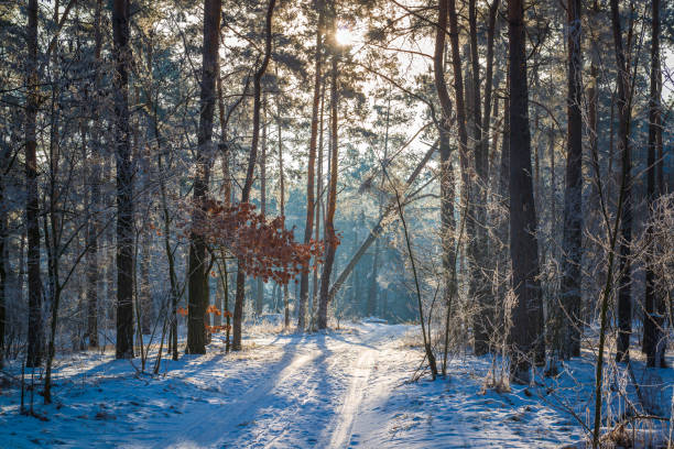 istock Scenic winter road in the forest 1798487934