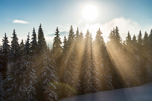 Scenic landscape in the winter mountains. Sun shining through the tall spruce trees on the snowy hill.