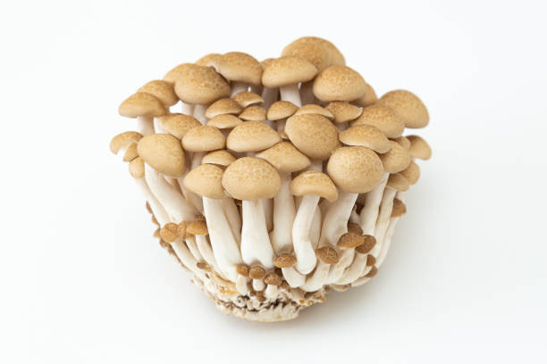 istock Shimeji mushrooms on white background 1798487995