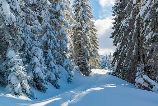 Peacefull winter landscape. Real winter in the countryside. Mountain trail in the deep snow and tall spruce trees.