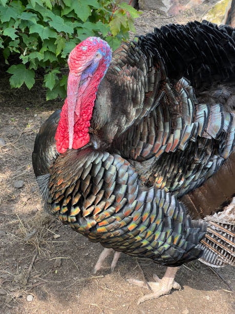 istock turkey Meleagris gallopavo 1798488513