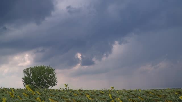 Time lapse of the dark clouds above the sunflower field