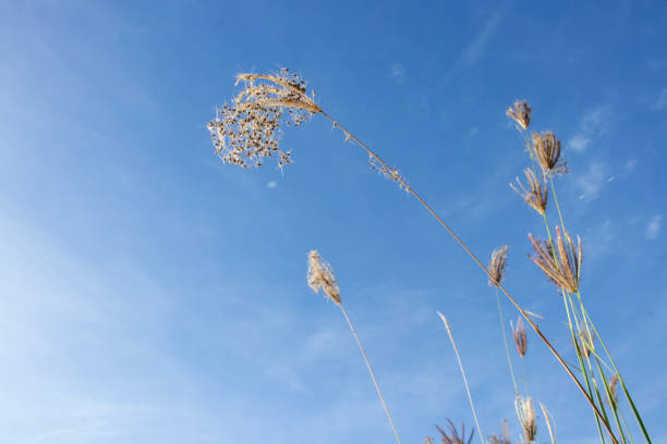istock Fluffy white clouds, blue sky, and leaves and grass. 1798499458