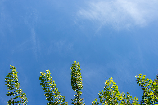 A day when the sky is clear, there are flowers, grass, and trees in the foreground, with light white clouds and a beautiful sky in the background.