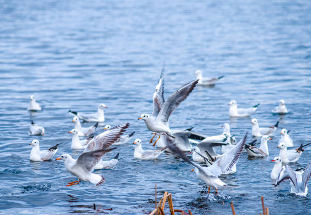 istock A flock of seagulls fighting over a fish on water 1798501107