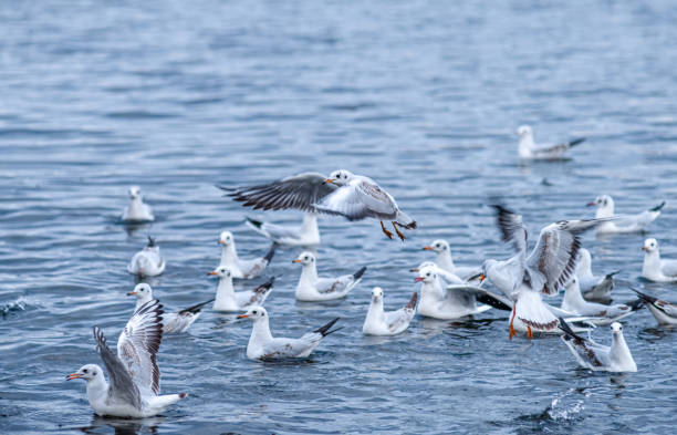 istock A flock of seagulls fighting over a fish on water 1798501108