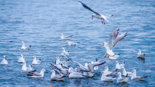 istock A flock of seagulls fighting over a fish on water 1798501120