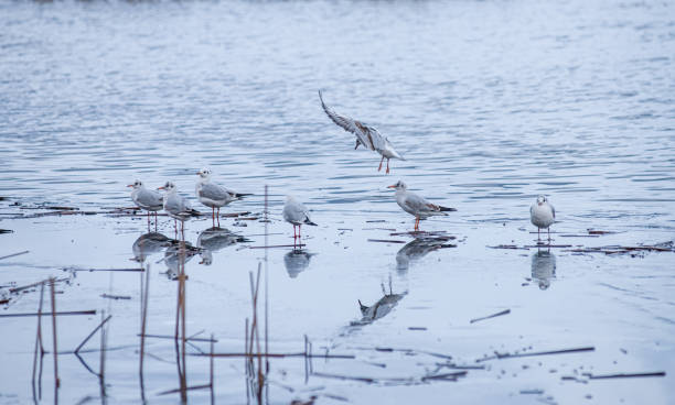 istock A flock of seagulls fighting over a fish on water 1798501646
