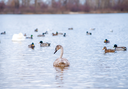 These charming white swans swim across the lake, eagerly awaiting food and warmth.