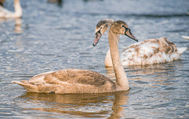istock Beautiful white swans, both individually and in groups, peacefully gliding across the lake. 1798503787