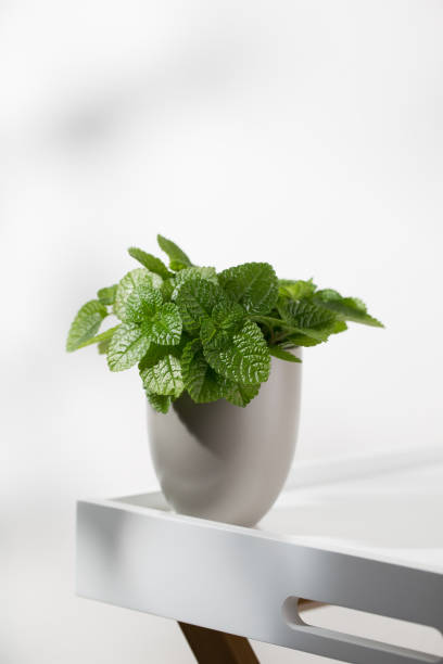 Creeping charlie ornamental plant Creeping charlie ornamental plant (pilea nummulariifolia) in the gray pot on a white wooden table. pilea nummulariifolia stock pictures, royalty-free photos & images
