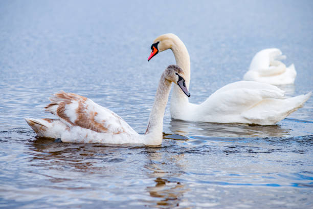 istock Beautiful white swans, both individually and in groups, peacefully gliding across the lake. 1798506570