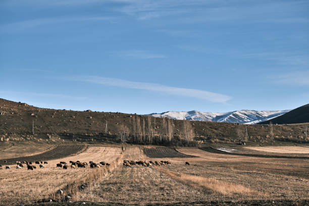 istock Sheep are grazing in winter mountain gorge 1798509777
