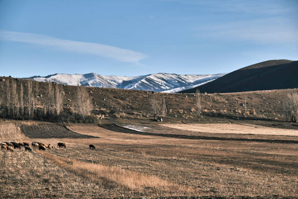 istock Sheep are grazing in winter mountain gorge 1798510979