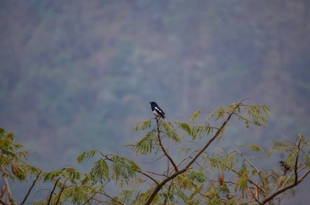 istock Oriental Magpie Robin bird sitting 1798517272