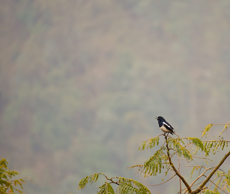 Oriental Magpie Robin, also known as doyel bird sitting on a pine tree .