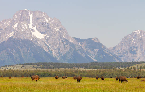 istock Bison standing in grass with mountains in background 1798528610