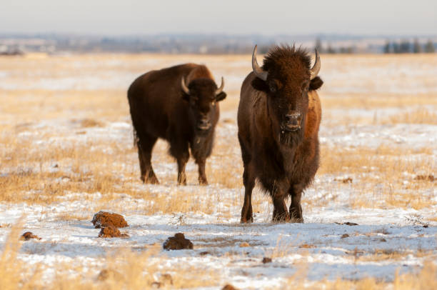 para żubrów stojących w białym śniegu wczesną zimą - canada moose winter snow zdjęcia i obrazy z banku zdjęć