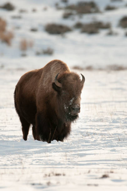 istock bison standing in white snow in early winter 1798529142