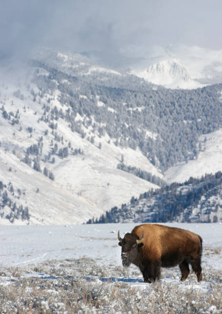 istock bison standing in white snow in early winter 1798529186