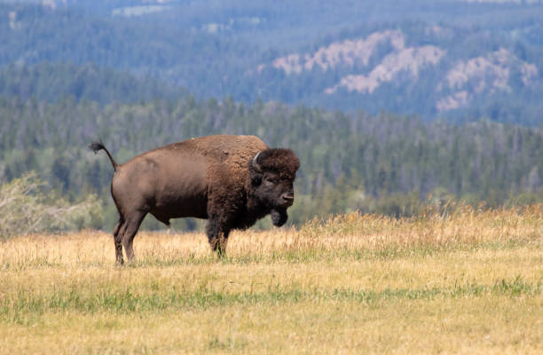 istock Bison standing in grass with mountains in background 1798529707