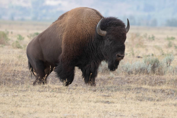 istock Bison standing in grass with mountains in background 1798529717