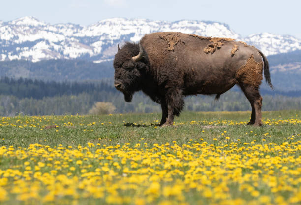 istock Bison in grass and yellow flowers with mountains in background 1798530358