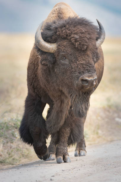 istock Bison standing in grass with mountains in background 1798530890