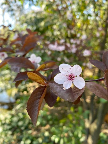 cherry blossom at the villa borghese gardens, rome, italy, europe. fresh air, nice walk, good break, great view. - photography branch tree day imagens e fotografias de stock