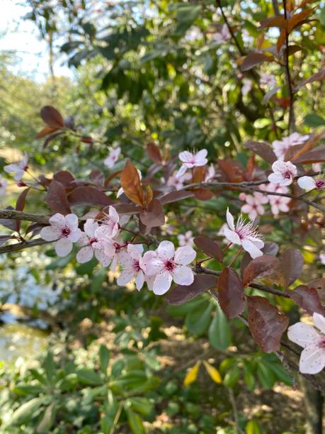 cherry blossom at the villa borghese gardens, rome, italy, europe. - photography branch tree day imagens e fotografias de stock