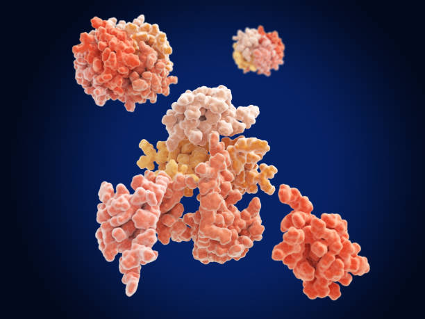 istock Insulin hexamer dissolving into monomers after injection 1798535875