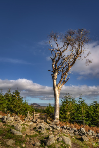 Hiking in Wicklow Mountains. Large old wither tree and forest in autumn colours with a view on Sugarloaf Mountain, Ireland