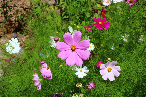 Cosmos bipinnatus, commonly called the garden cosmos or Mexican aster