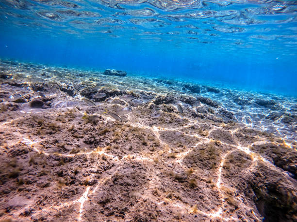 istock Arabian spinecheek (Scolopsis Ghanam) at coral reef. 1798541486