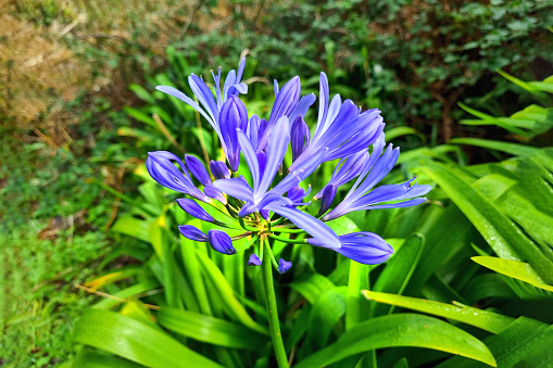 Close-up of a blooming Agapanthus in a tropical garden. Blue flower - Agapanthus