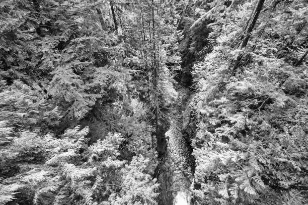 ponte suspensa twin falls em lynn canyon north vancouver - vancouver green forest ravine - fotografias e filmes do acervo