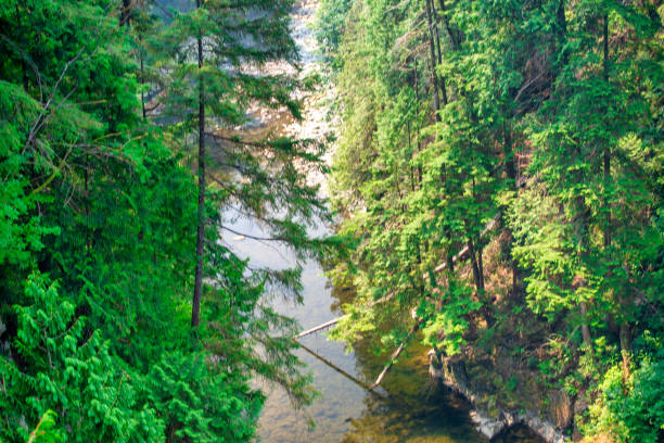 화창한 여름날의 캐필라노 브리지 공원(캐나다 노스 밴쿠버) - vancouver green forest ravine 뉴스 사진 이미지