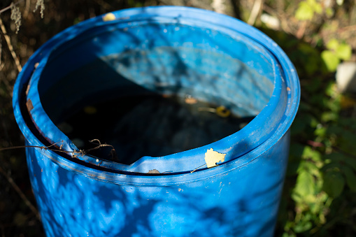 Blue barrel for water. Garden tool. Rainwater harvesting in summer.