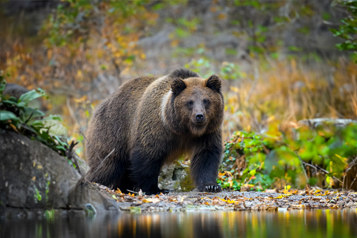 Brown bear in autumn forest. Animal in nature habitat. Big mammal. Wildlife scene