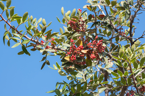 Pistacia lentiscus. Mastic tree with red berries. Lentisc.