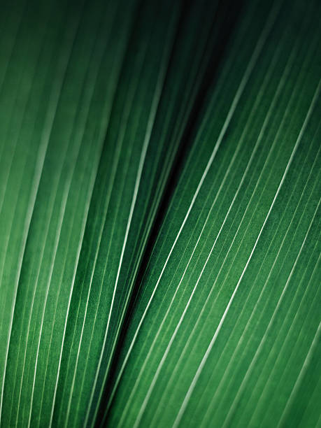 Leaf Veins stock photo