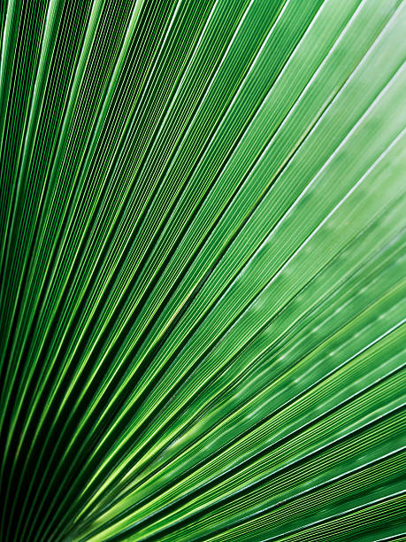 Leaf Veins stock photo