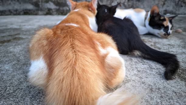 istock a cute orange and black kitten look from back 1798577615