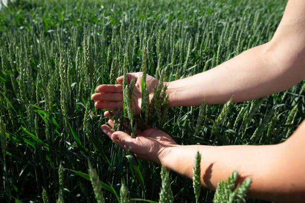 istock Close-up of hand touching wheat on field . 1798579320