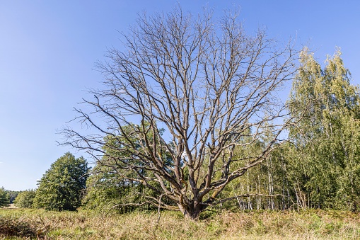 Picture of a large withered tree in a German forest during the day