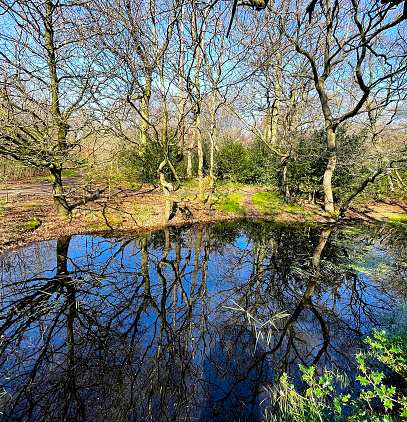 Trees reflected in a pond in Epping Forest