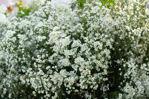 Close up of small white flowers