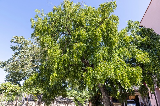Picture of a large fruit-bearing olive tree during the day in summer